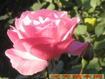 Ļ܈DƬ/ĻƬp