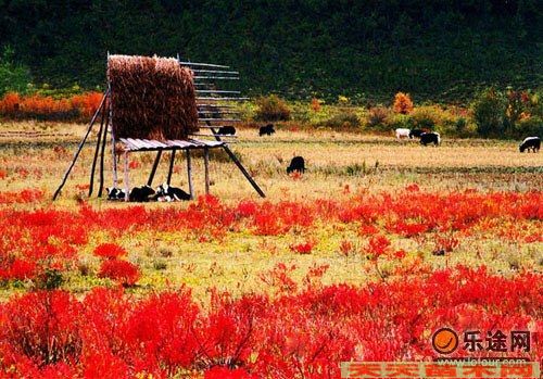 Ļ܈DƬ/ĻƬp