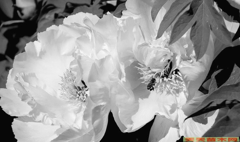 ڰ׻܈D/ڰ׻܈DƬp