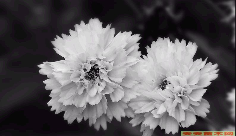 ڰ׻܈D/ڰ׻܈DƬp